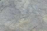 Cruziana (Fossil Trilobite Trackway) Slab - Oklahoma #68977-3